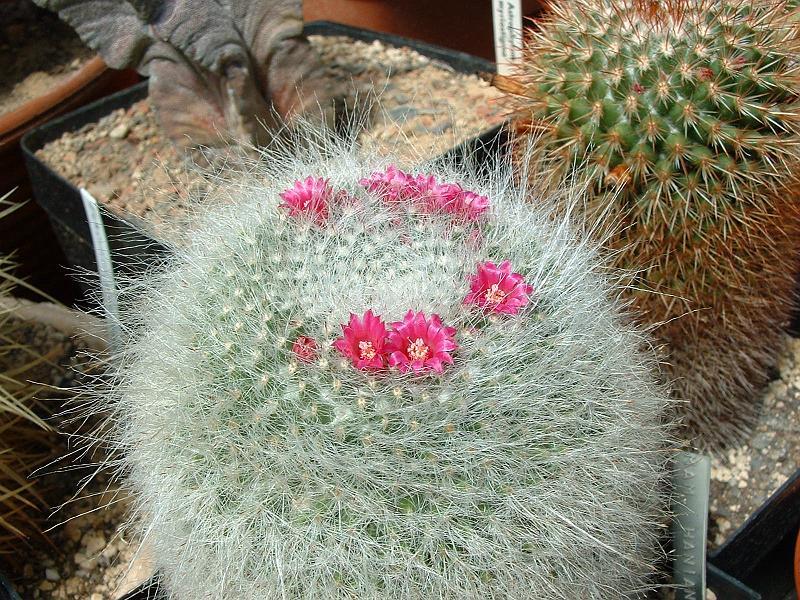 Mammillaria haniana.JPG